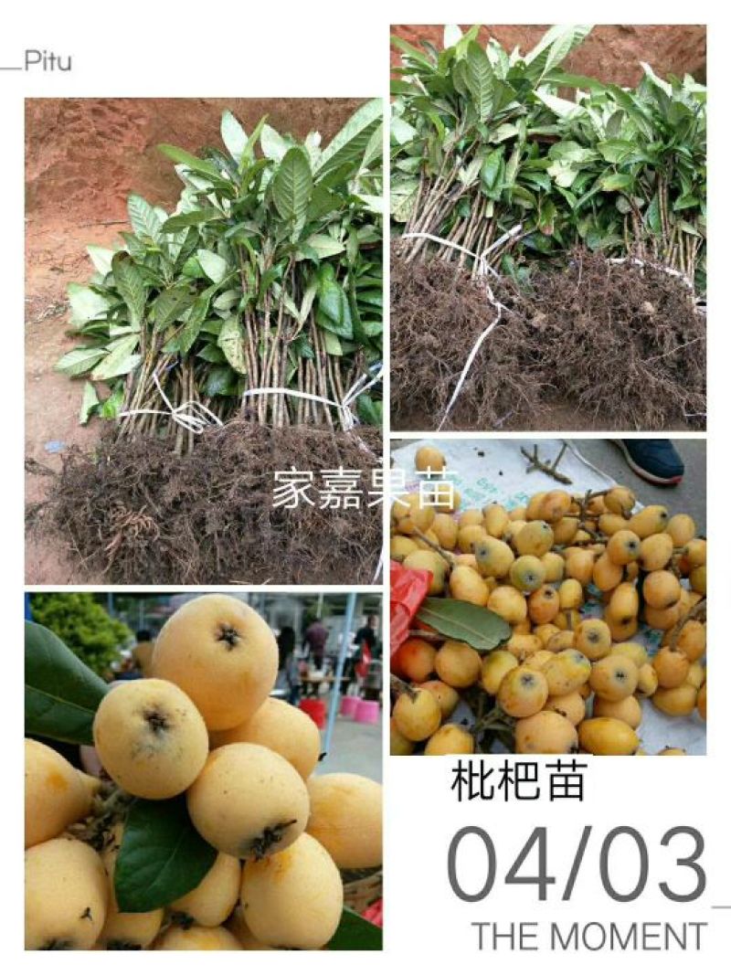 枇杷树苗30~50cm