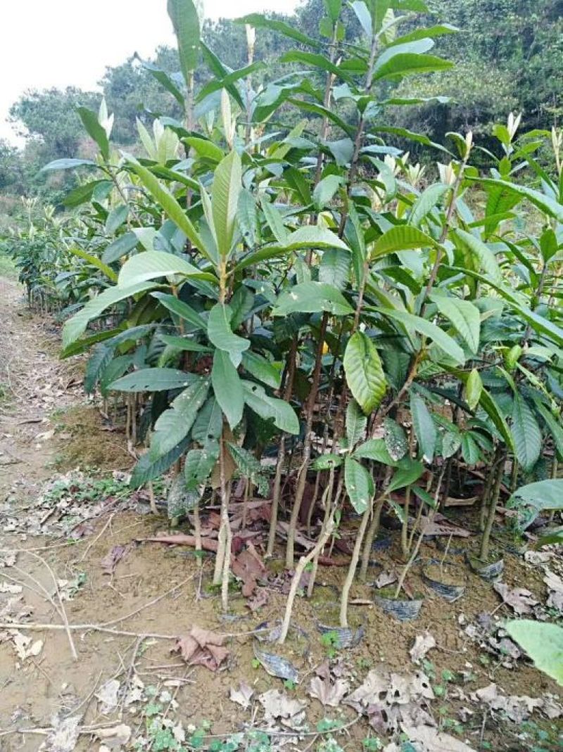 枇杷树苗30~50cm