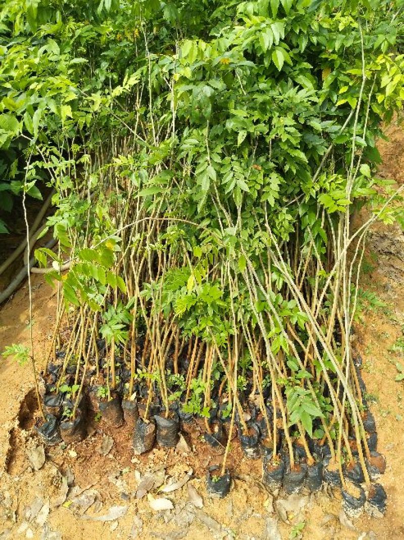 黄花梨树苗1cm以下50~80cm