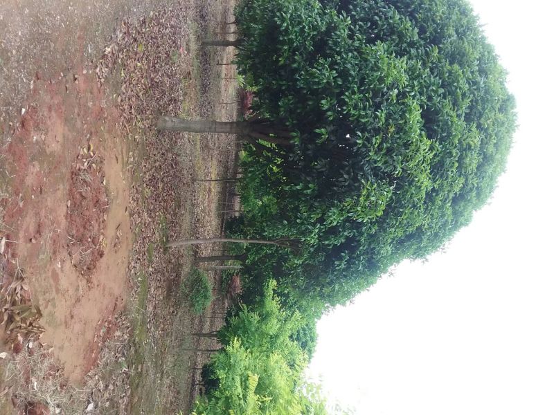 金桂花树