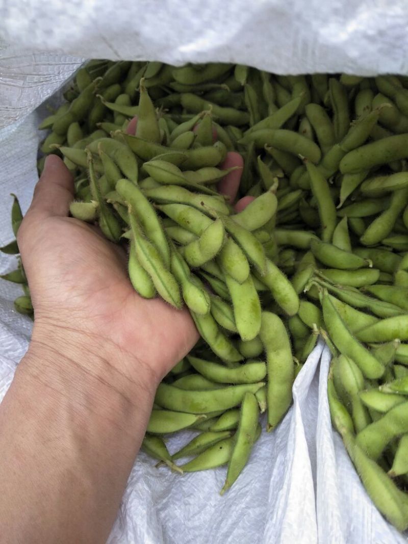 精品，绿宝石毛豆，个头饱满。提供返回车