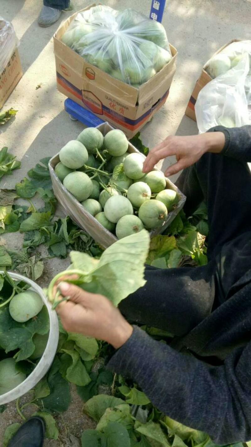 山东甜瓜产地绿宝甜瓜大量供应，量大价优支持全国各地都发货