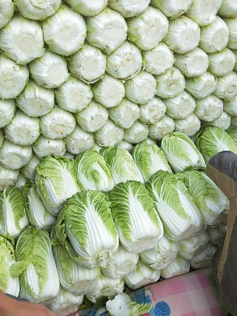 黄心白菜净菜7斤以上