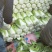 黄心白菜净菜7斤以上
