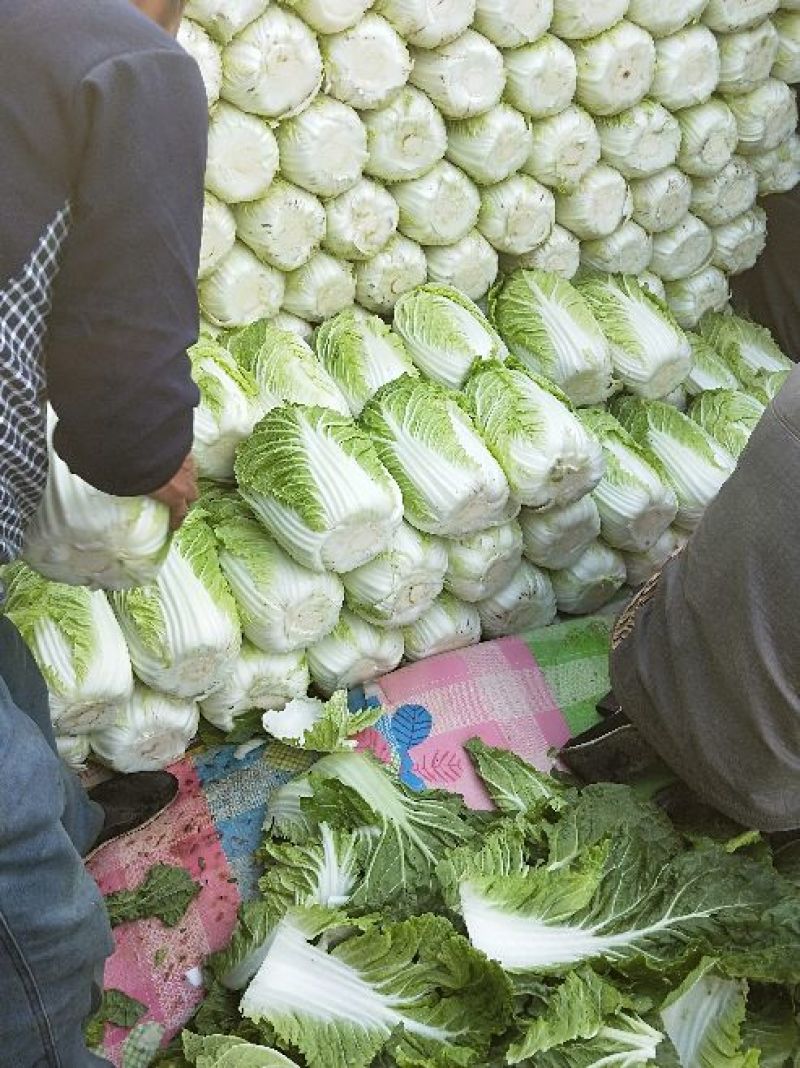 黄心白菜净菜7斤以上