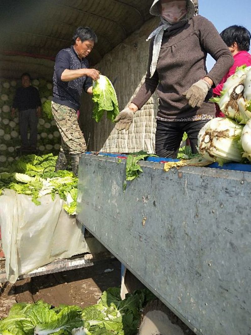 黄心白菜净菜7斤以上