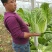黄心白菜净菜7斤以上
