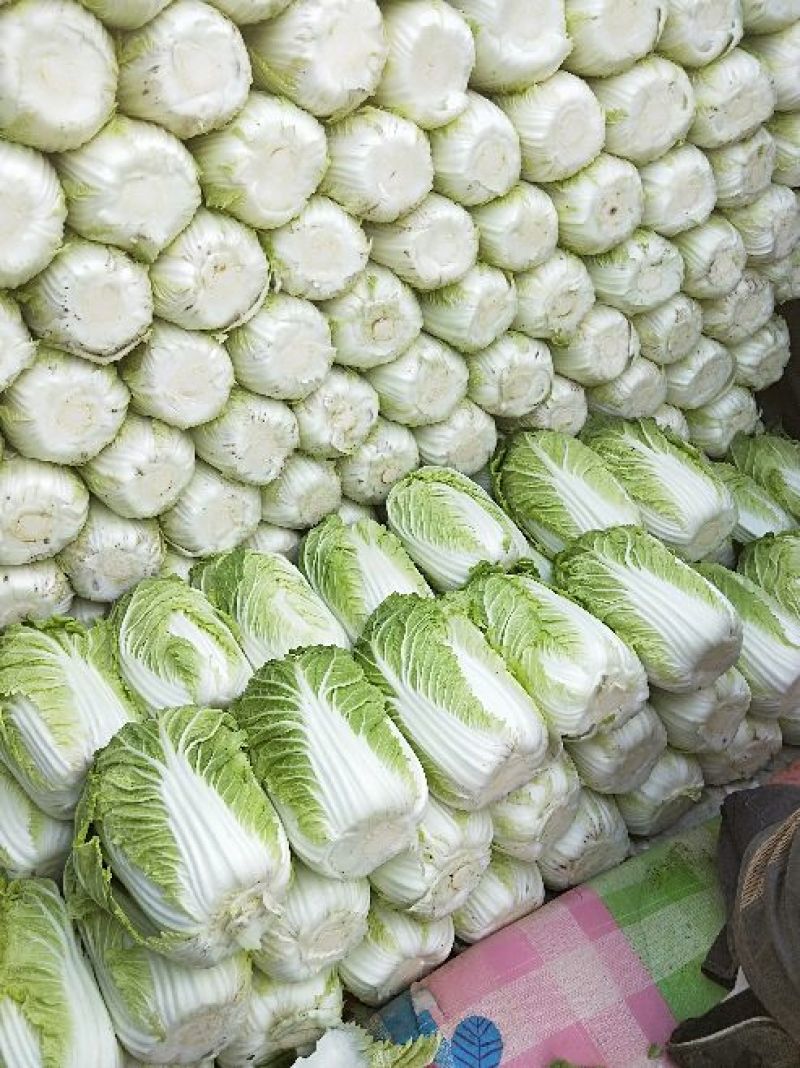 黄心白菜净菜7斤以上