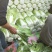 黄心白菜净菜7斤以上