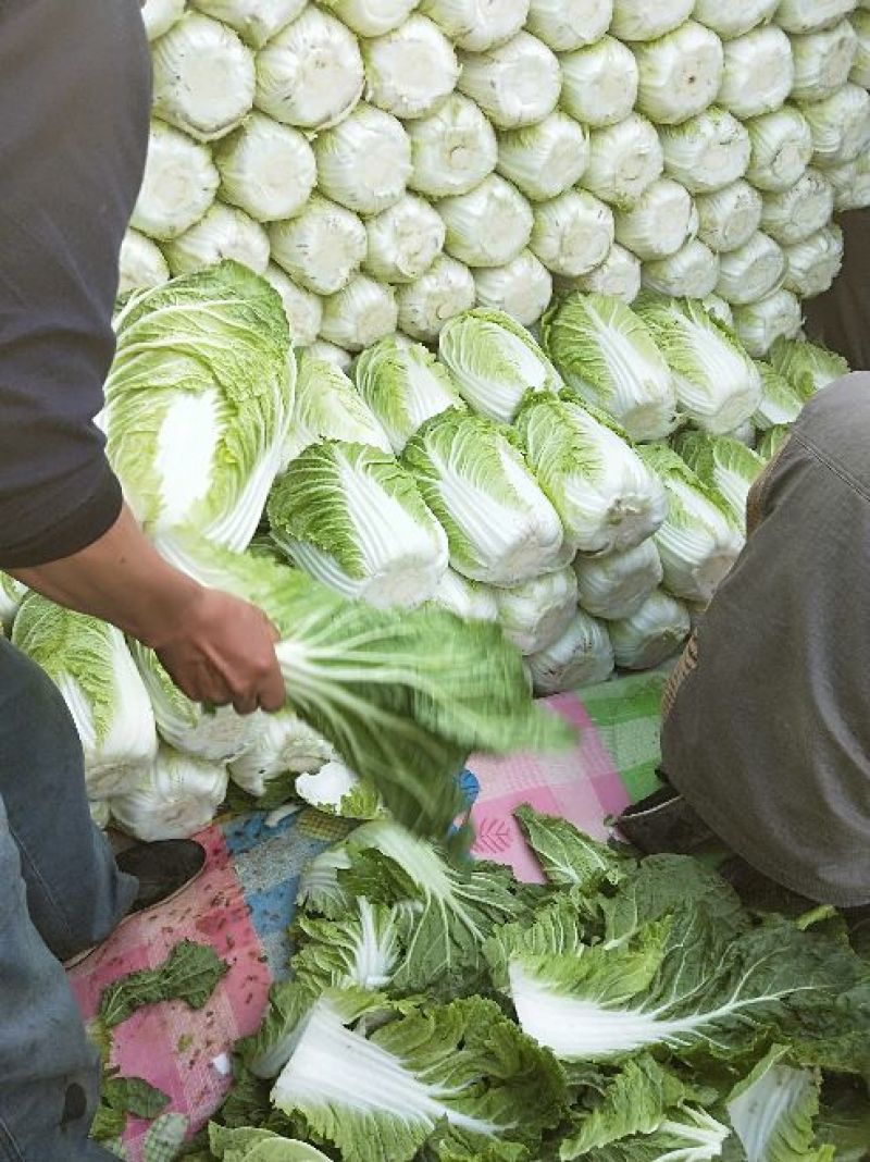 黄心白菜净菜7斤以上