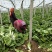 黄心白菜净菜7斤以上