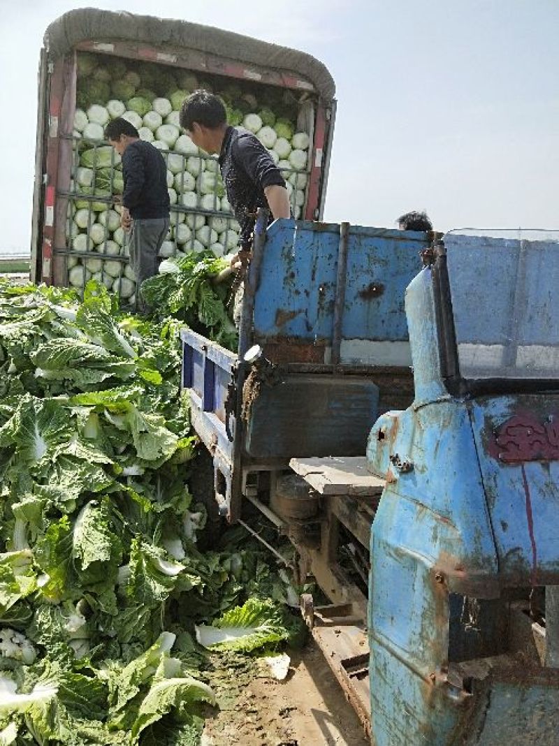 黄心白菜净菜7斤以上