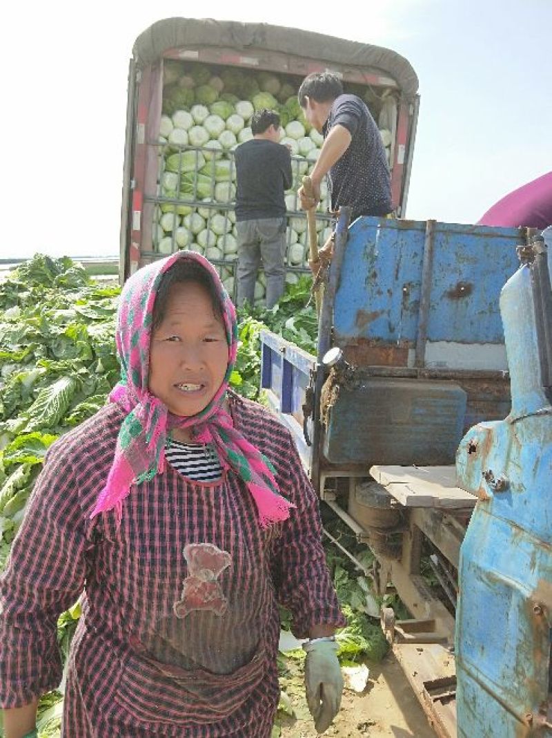 黄心白菜净菜7斤以上