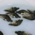 鳜鱼鱼苗3~5cm