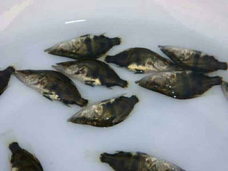 鳜鱼鱼苗3~5cm