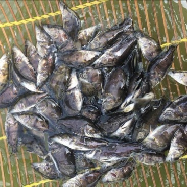 鳜鱼鱼苗3~5cm