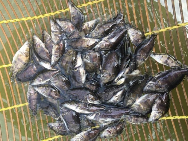 鳜鱼鱼苗3~5cm