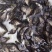 鳜鱼鱼苗3~5cm