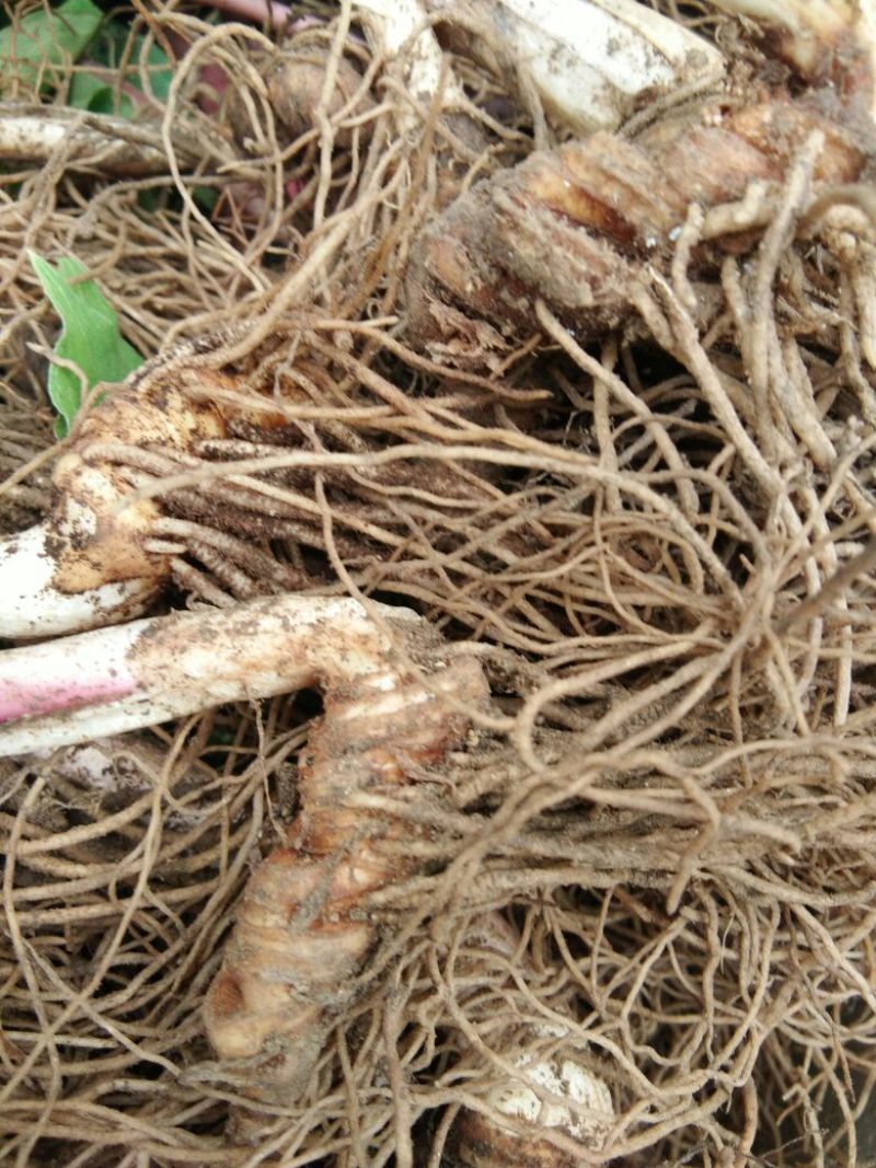 重楼统个鲜货