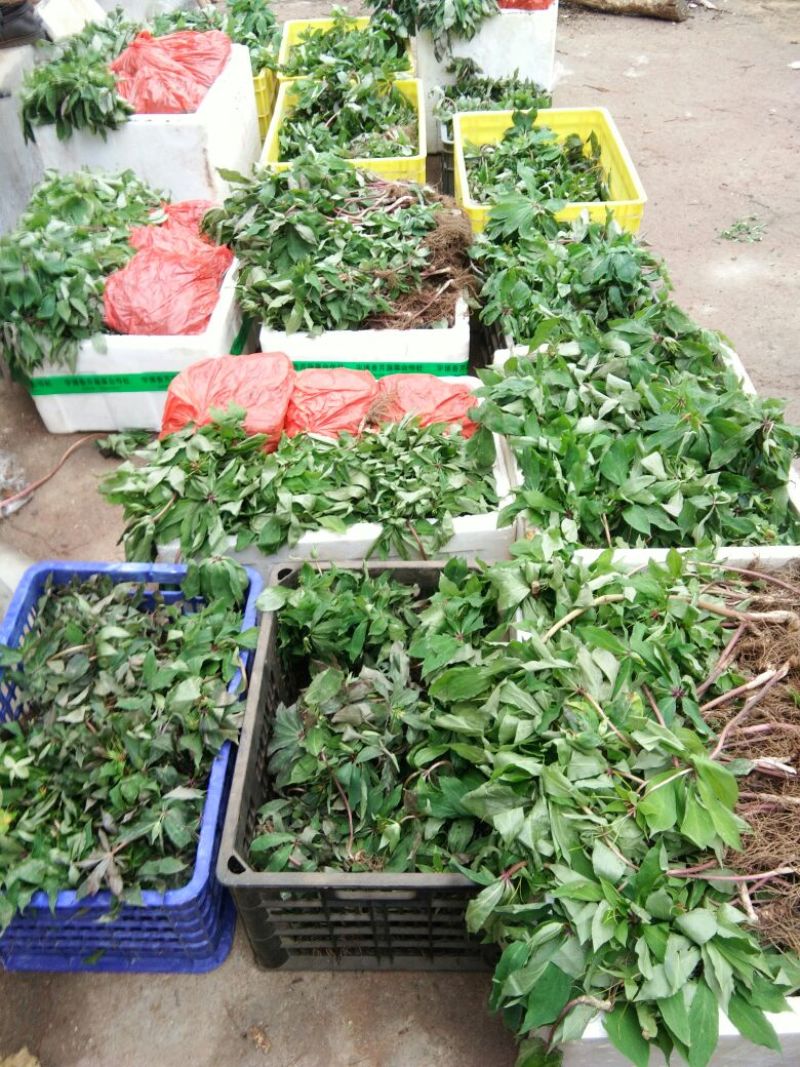 重楼统个鲜货