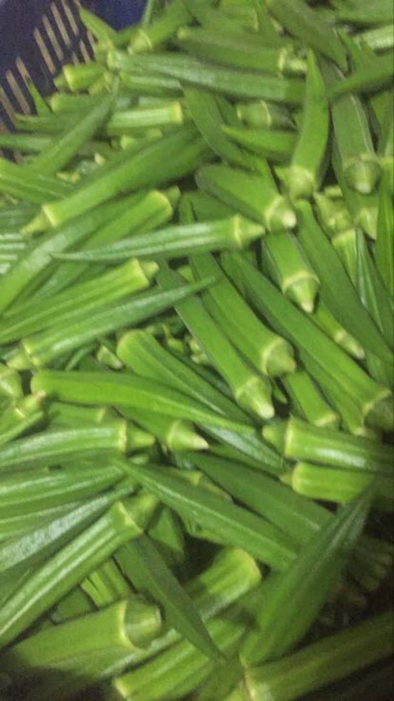 黄秋葵8~10cm
