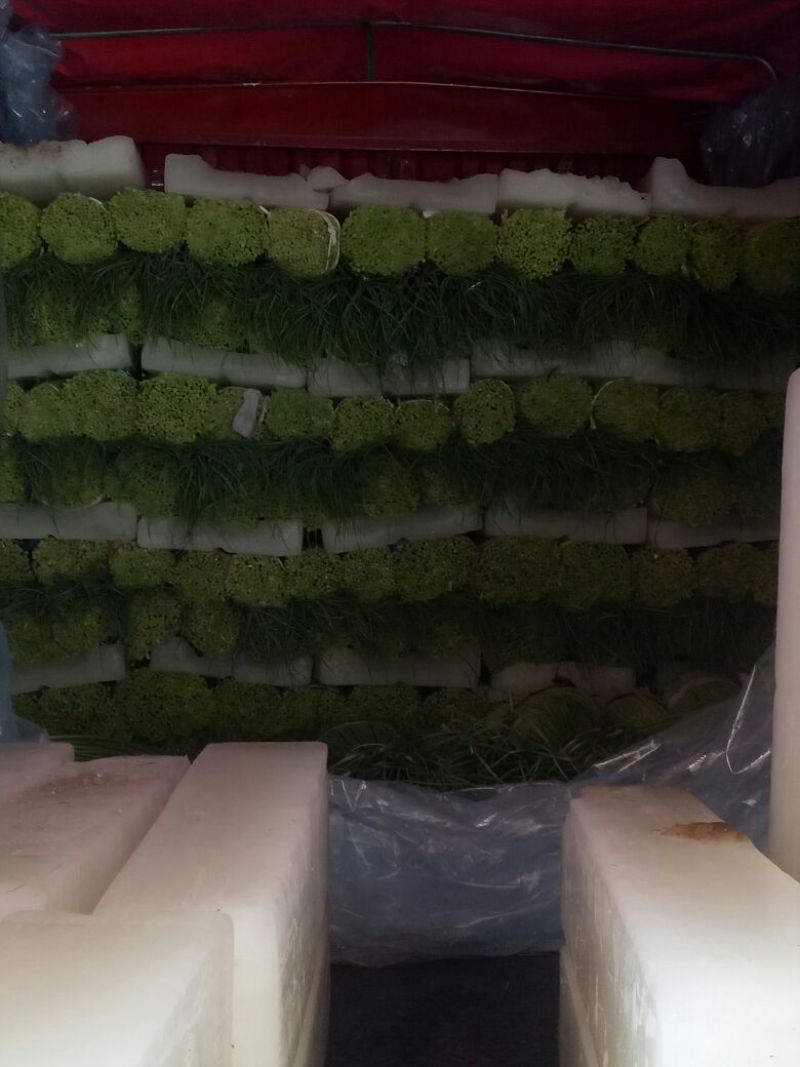 蒜薹精品白帽蒜薹60~70cm优质诚信经营