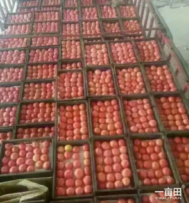 【荐】西红柿硬粉西红柿河北硬粉西红柿弧三以上视频看货