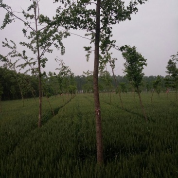银杏树2~3米6~8cm3.5~4米