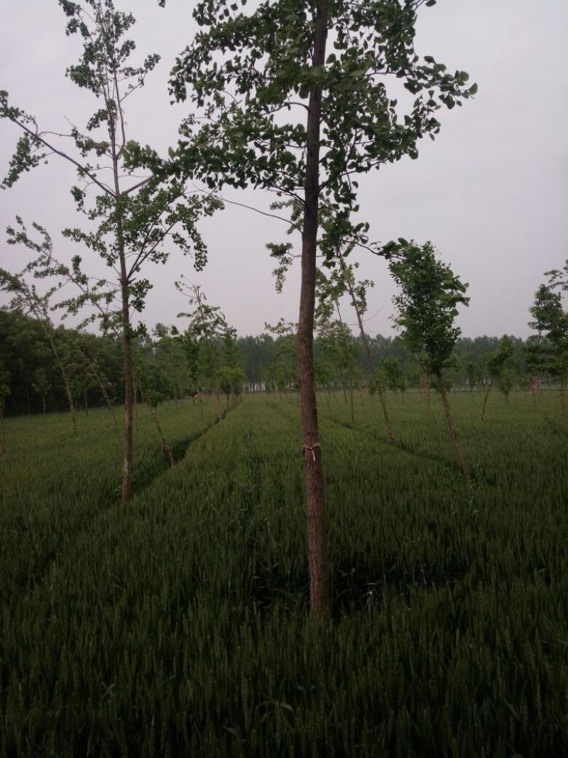 银杏树2~3米6~8cm3.5~4米