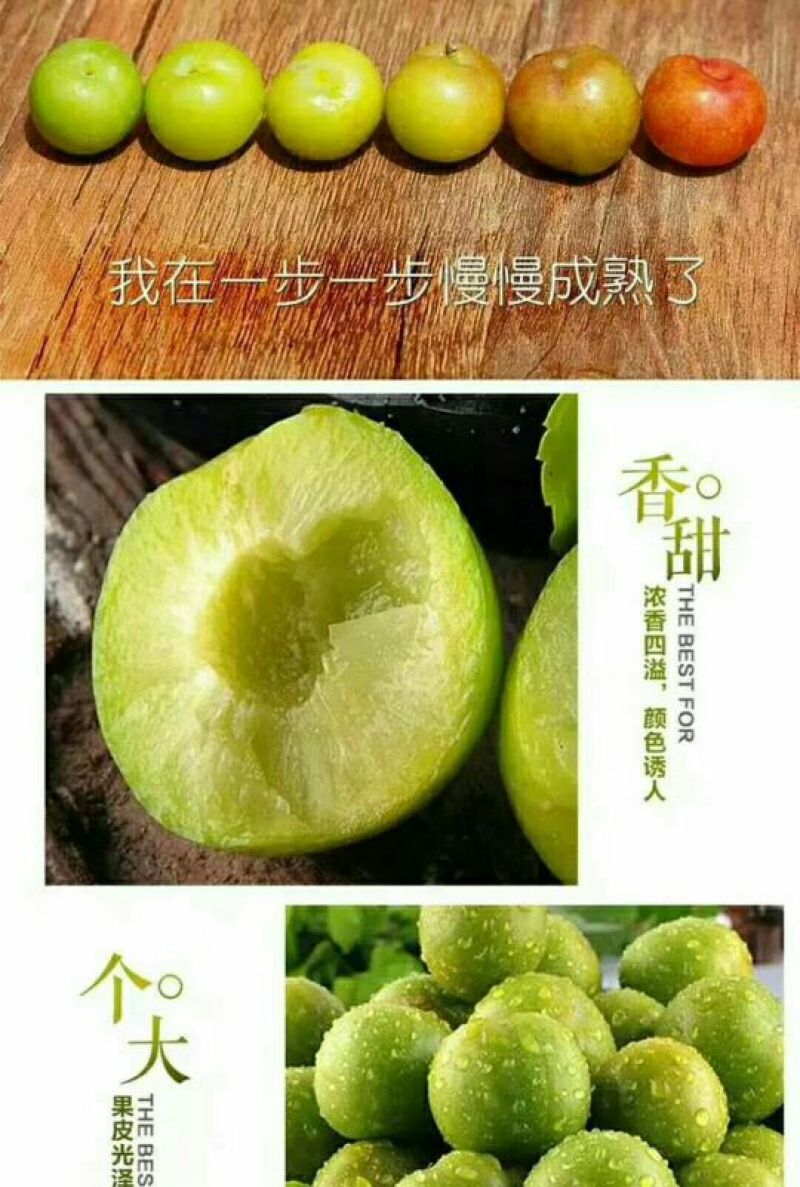 青脆李子20~25mm