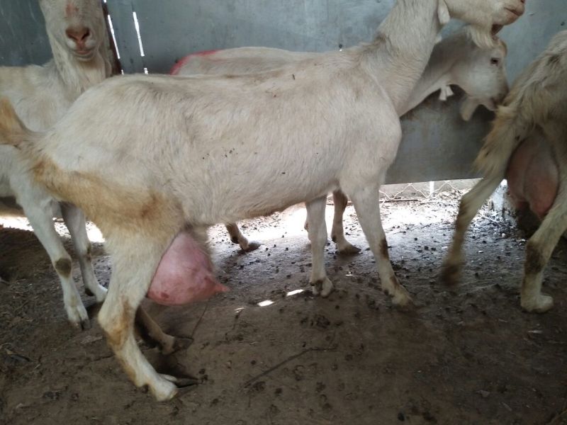 关中奶山羊40~60kg