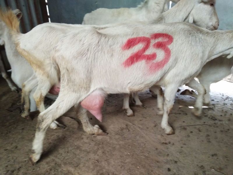 关中奶山羊40~60kg