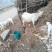 关中奶山羊40~60kg