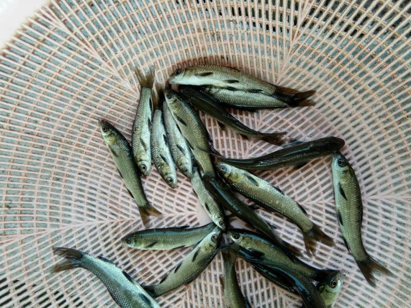鱼苗丁桂鱼苗提供养殖技术包运输下塘货到付款