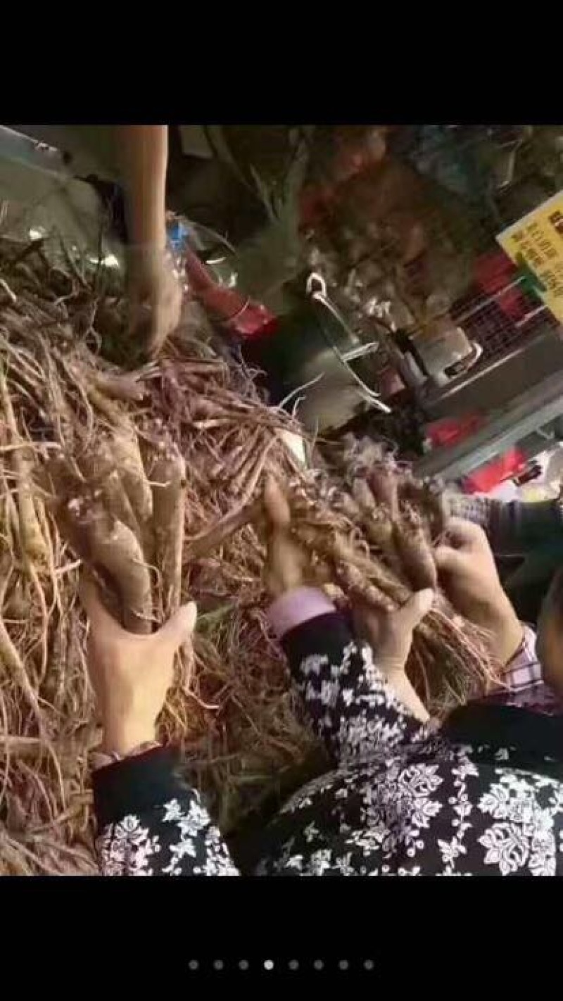 北沙参野生统条鲜