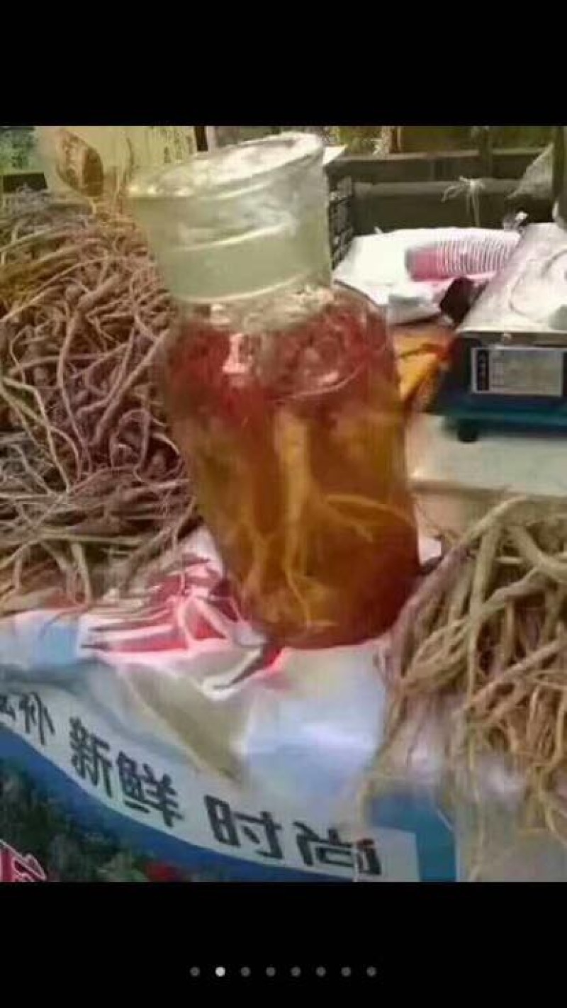 北沙参野生统条鲜