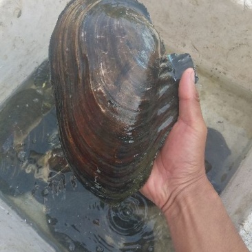 河蚌