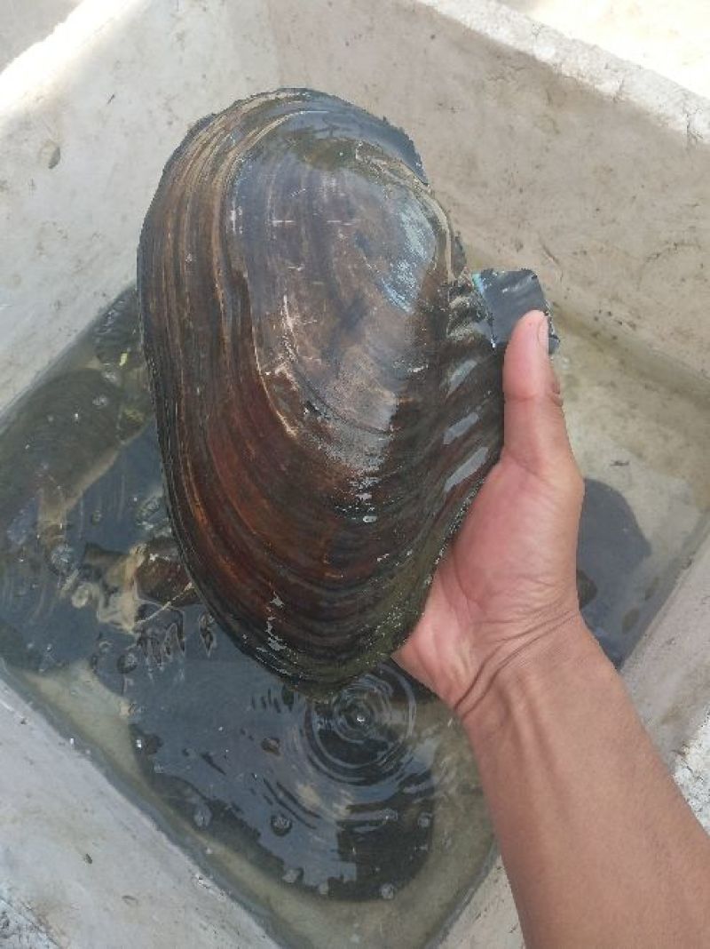 河蚌
