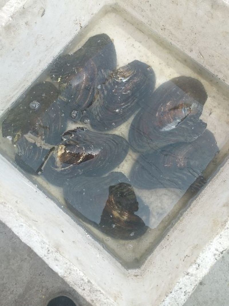河蚌