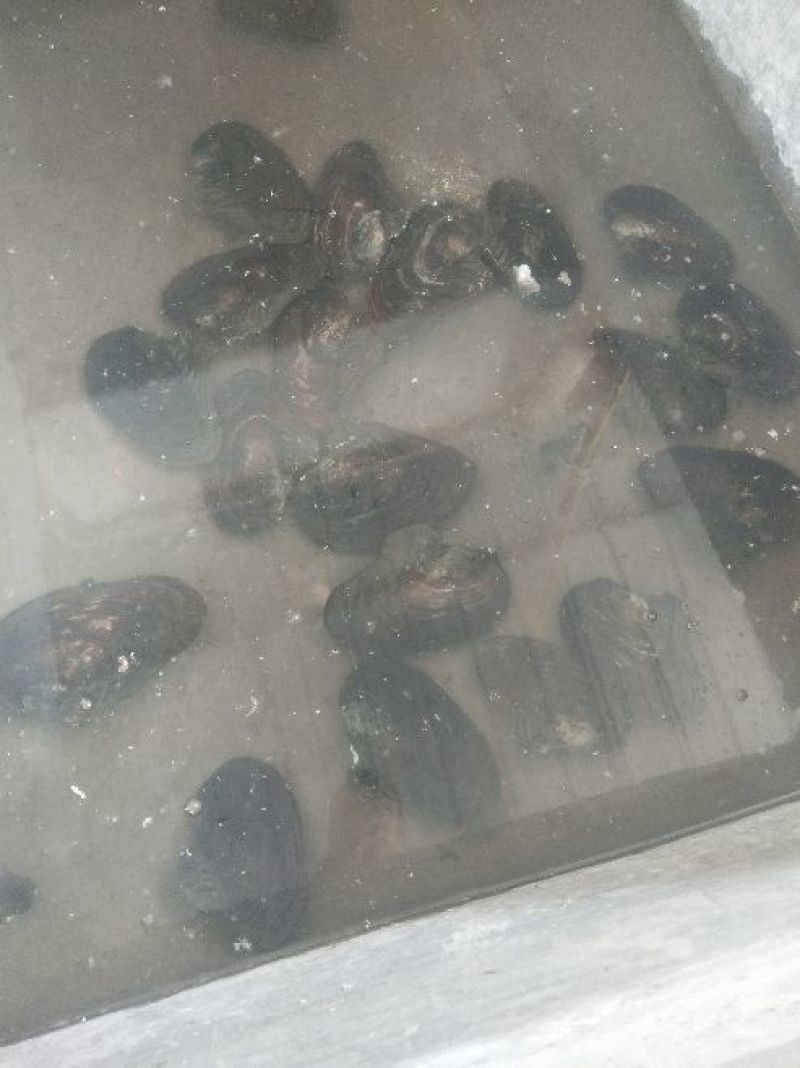 河蚌