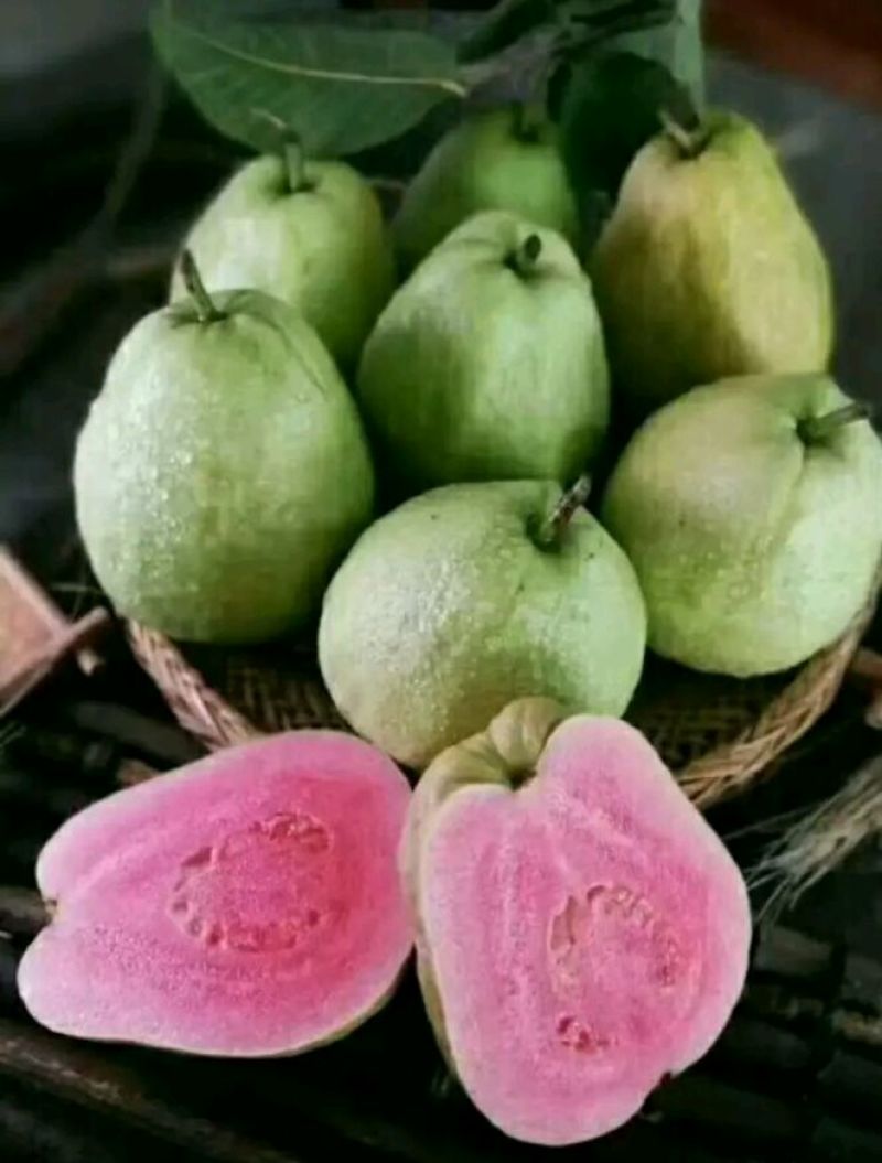 西瓜番石榴苗红宝石