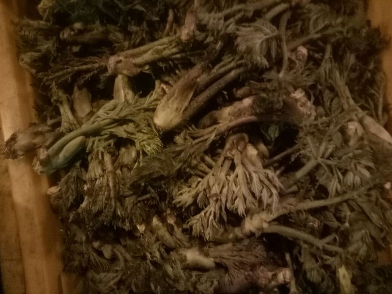 刺嫩芽有货东北山野菜，