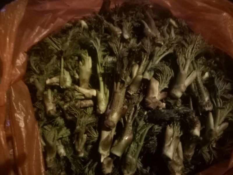 刺嫩芽有货东北山野菜，