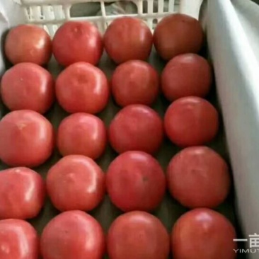 【荐】西红柿硬粉西红柿河北硬粉西红柿弧三以上视频看货