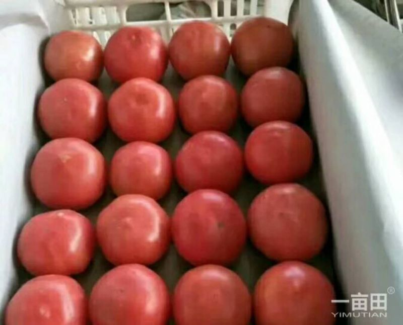 【荐】西红柿硬粉西红柿河北硬粉西红柿弧三以上视频看货