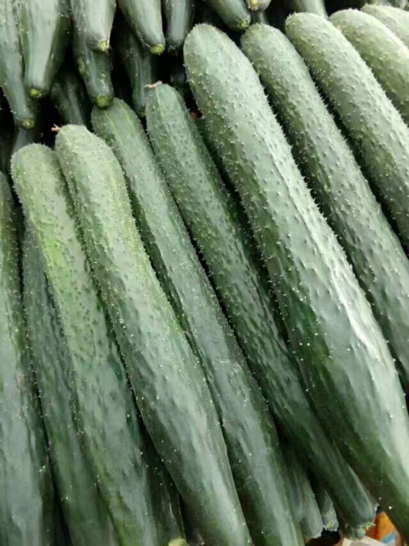 【荐】黄瓜春秋黄瓜河北黄瓜干花带刺22~25公分走货快