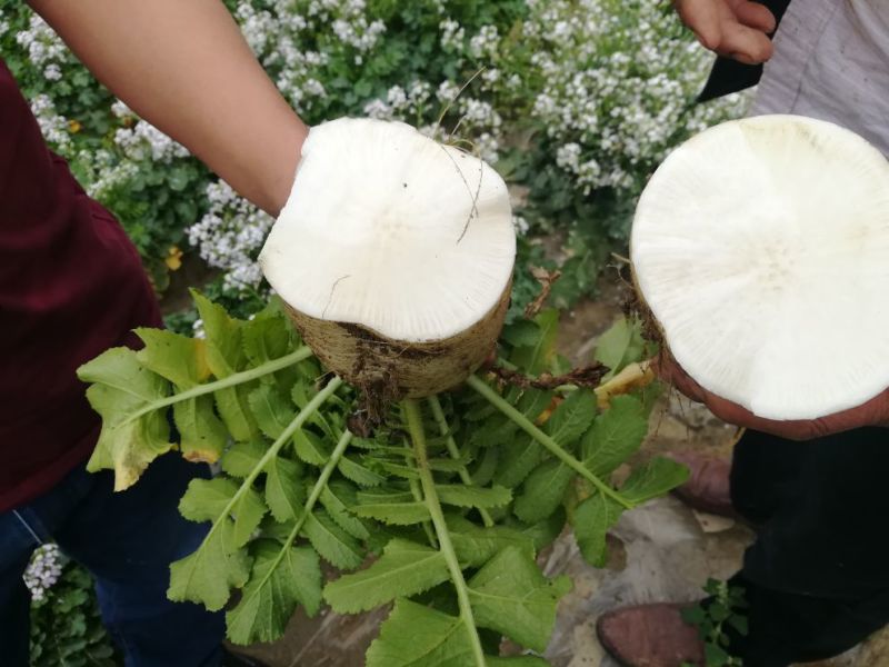 白萝卜泥萝卜**加工厂和食堂货大量有货