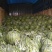 京欣西瓜7斤打底9成熟1茬