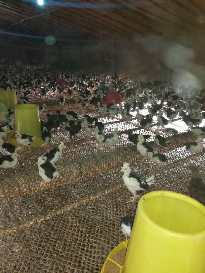 脱温鸡脱温苗500克以上雌