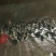 脱温鸡脱温苗500克以上雌